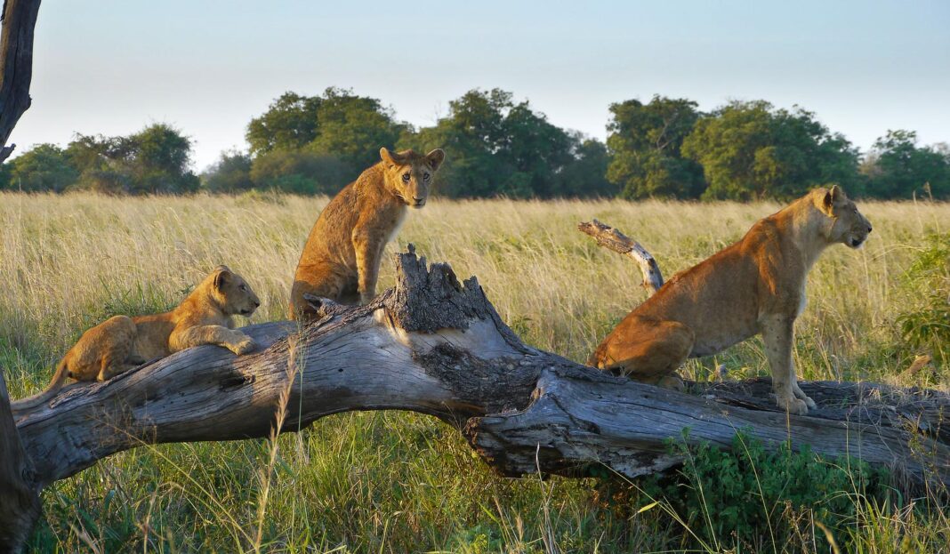 Kidepo Valley Lions